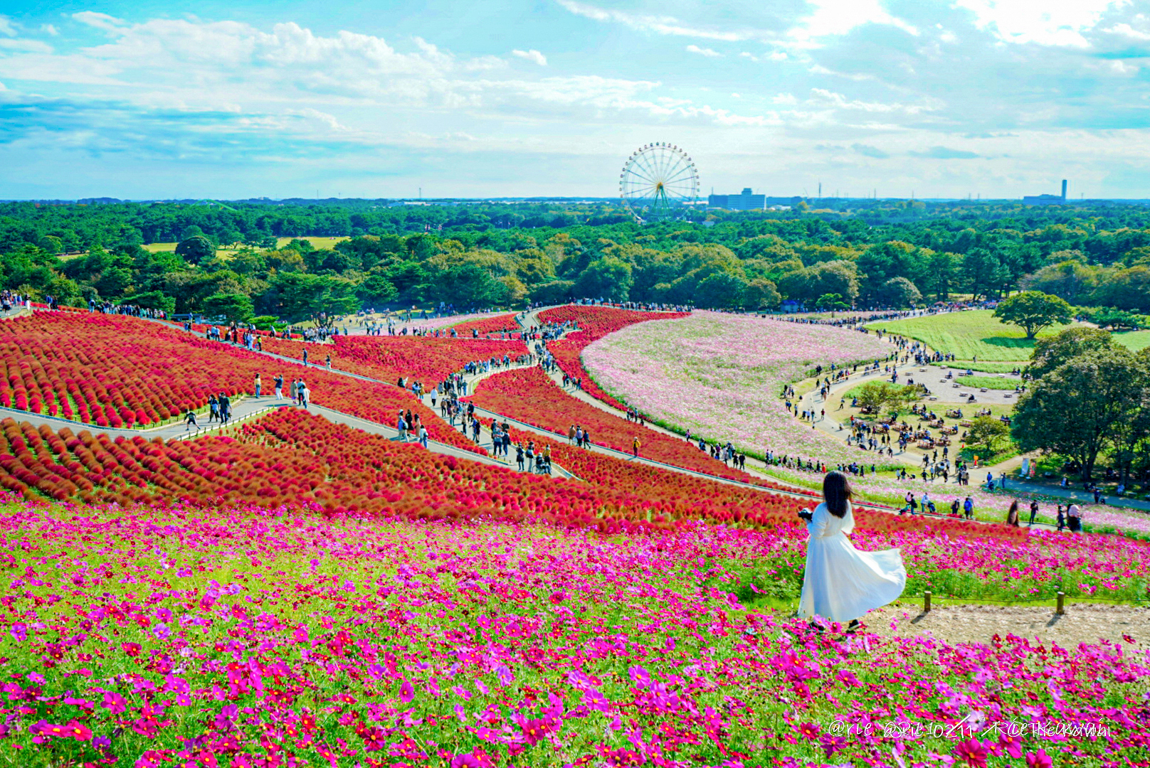 茨城県】国営ひたち海浜公園のみはらしの丘再訪問 | 旅とグルメと絶景と