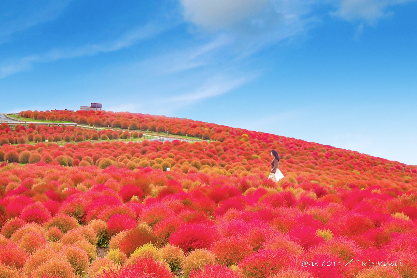 茨城県 イベント